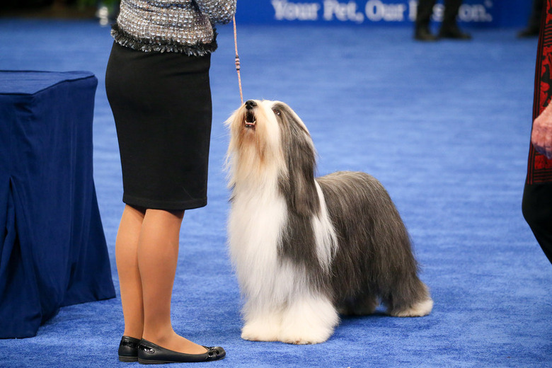 National Dog Show 2021 Winner