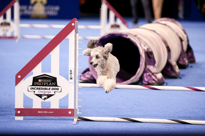 National Dog Show 2021 Winner