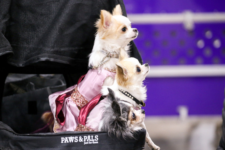 National Dog Show 2021 Winner