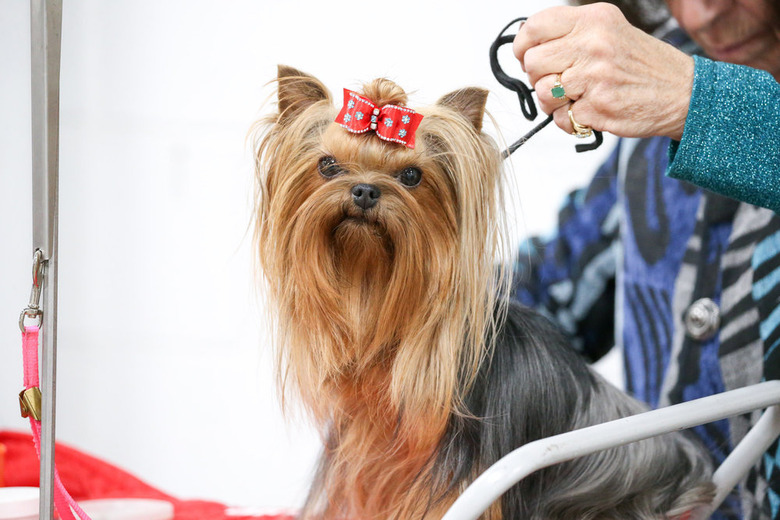 National Dog Show 2021 Winner