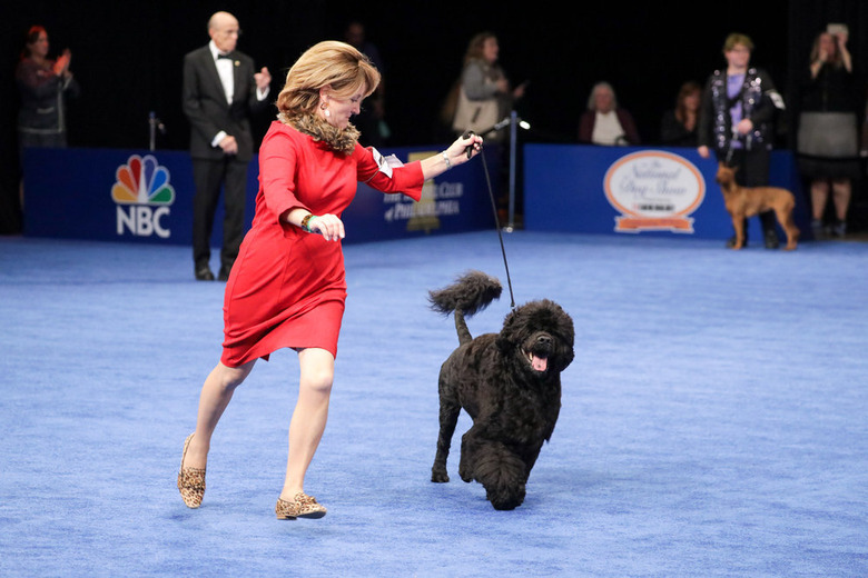National Dog Show 2021 Winner