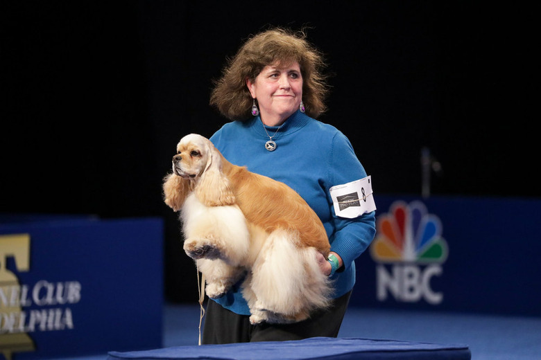 National Dog Show 2021 Winner