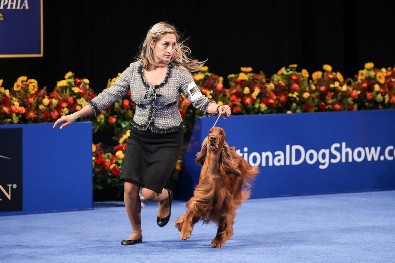 National Dog Show 2021 Winner