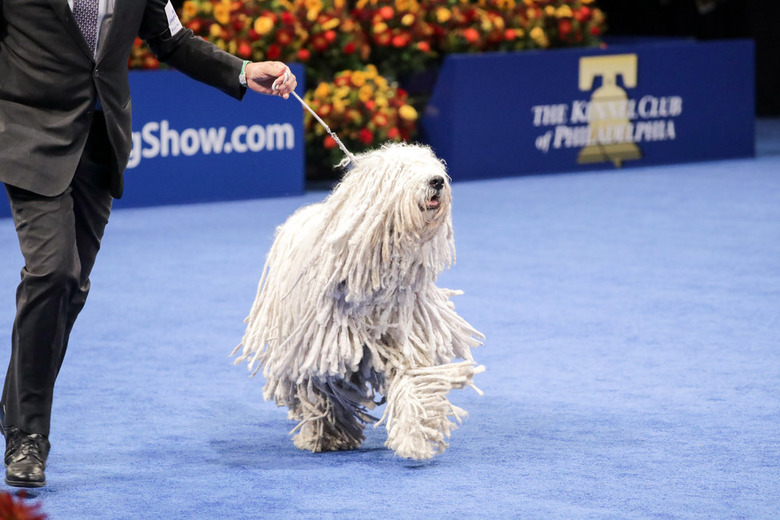 National Dog Show 2021 Winner