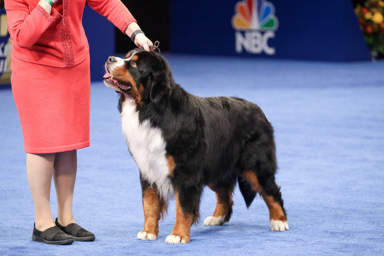 National Dog Show 2021 Winner