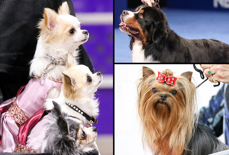 National Dog Show 2021