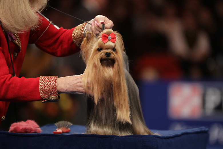 National Dog Show 2022