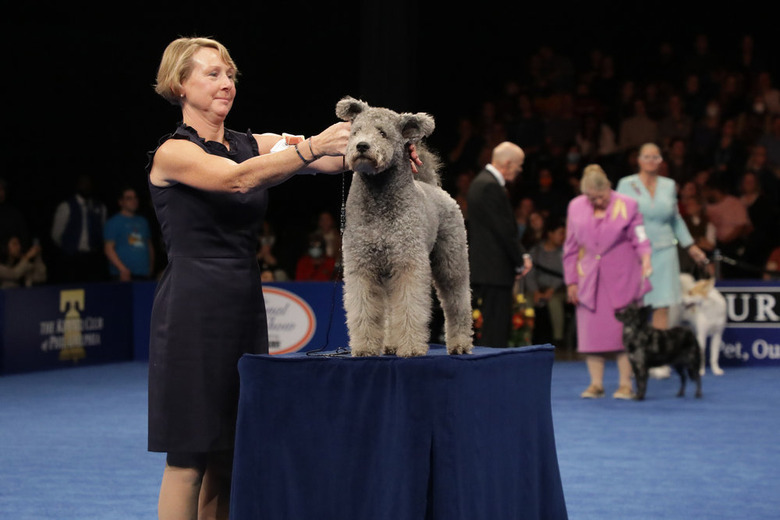 National Dog Show 2022