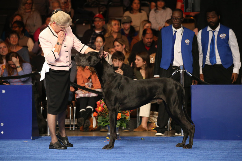 National Dog Show 2022