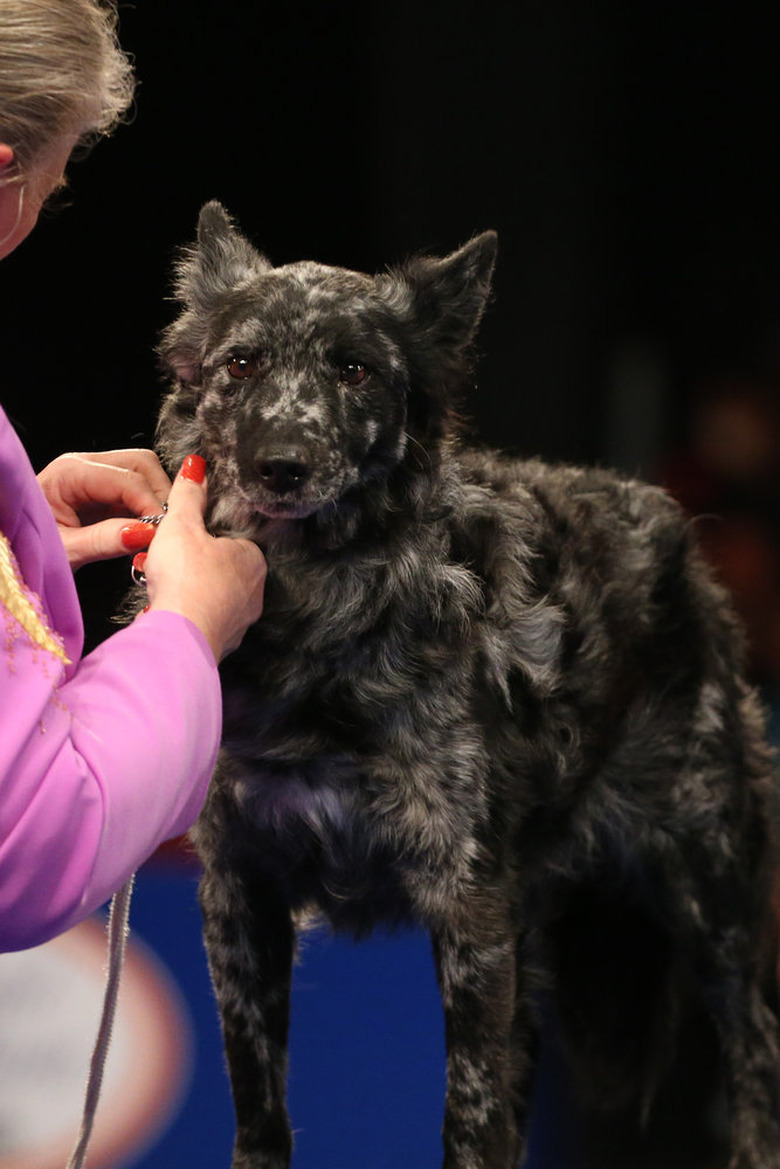 National Dog Show 2022