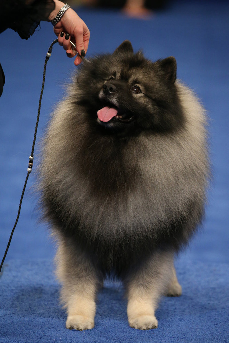 National Dog Show 2022