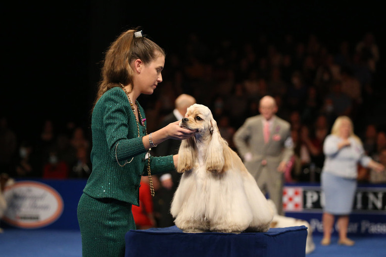 National Dog Show 2022