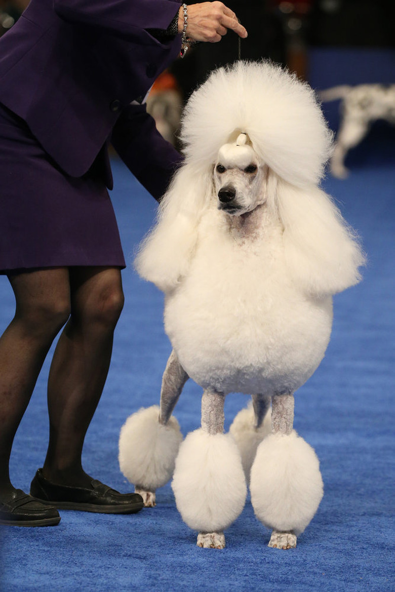 National Dog Show 2022