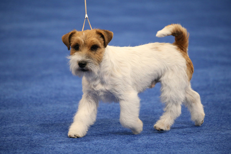 National Dog Show 2022