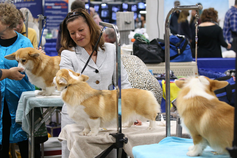 National Dog Show 2022