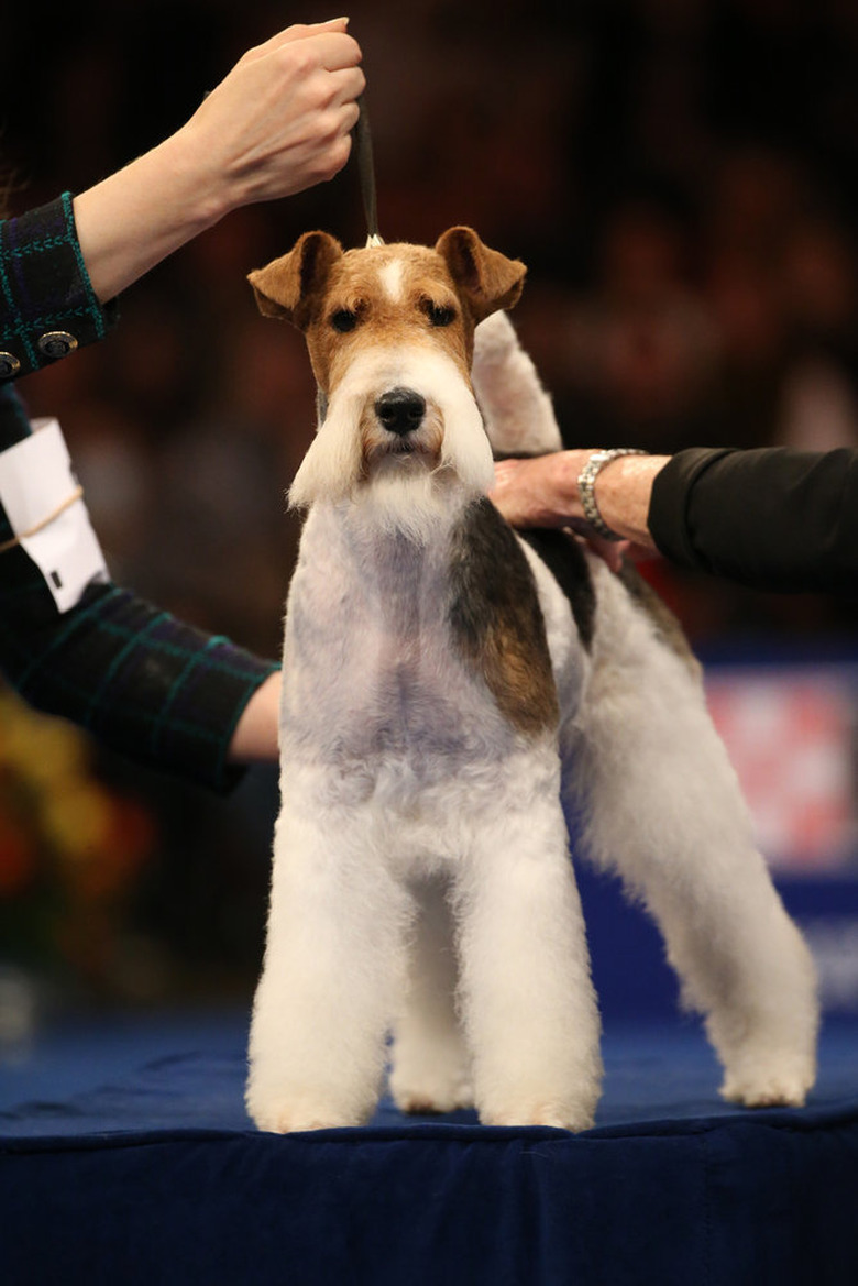 National Dog Show 2022