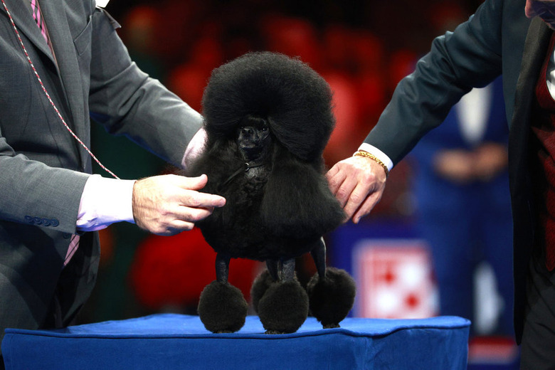National Dog Show 2024 Photos