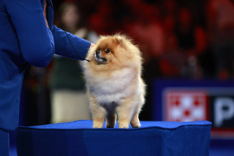 National Dog Show 2024 Photos