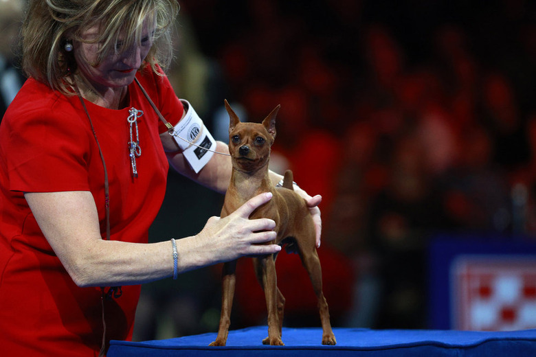 National Dog Show 2024 Photos