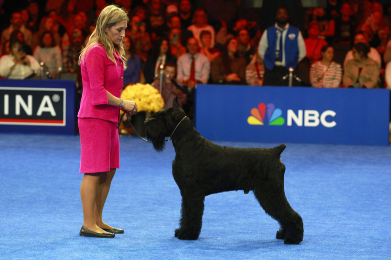 National Dog Show 2024 Photos