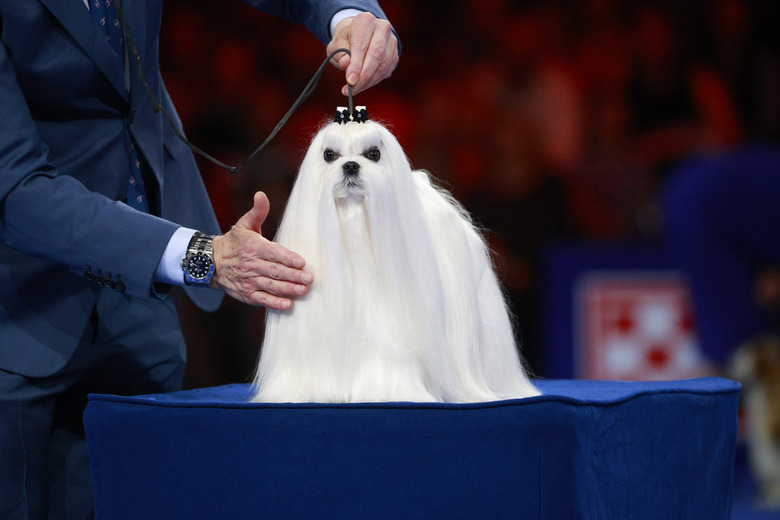 National Dog Show 2024 Photos