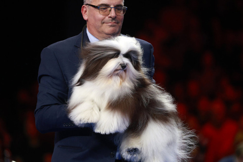 National Dog Show 2024 Photos
