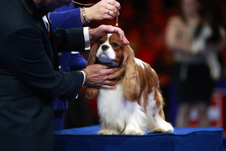 National Dog Show 2024 Photos