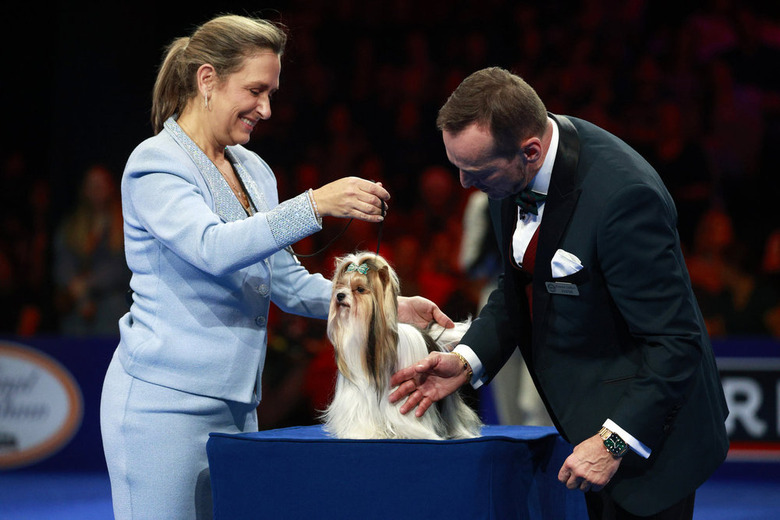 National Dog Show 2024 Photos