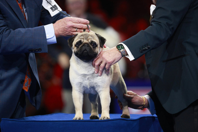 National Dog Show 2024 Photos