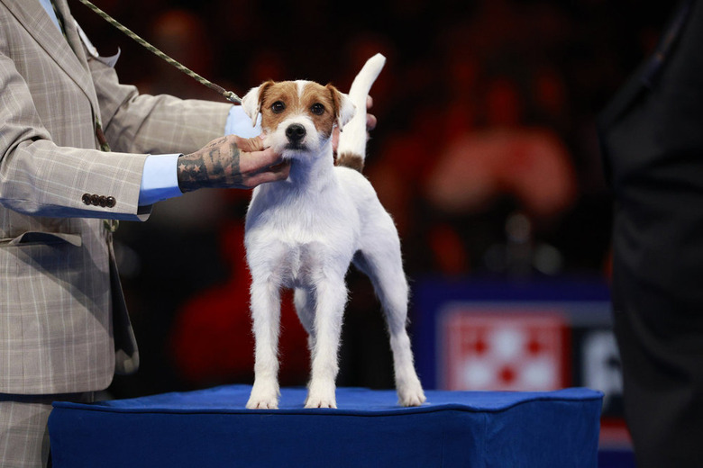 National Dog Show 2024 Photos