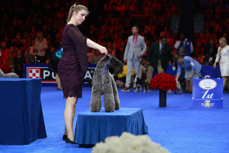 National Dog Show 2024 Photos