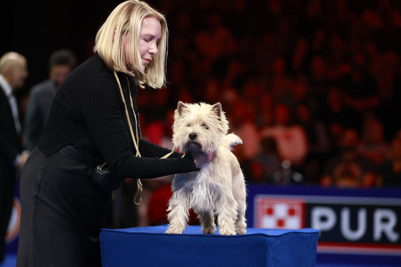 National Dog Show 2024 Photos