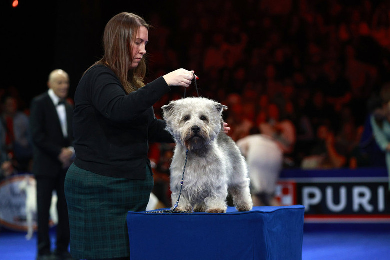 National Dog Show 2024 Photos