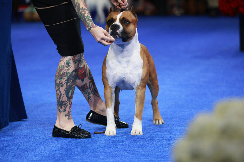 National Dog Show 2024 Photos