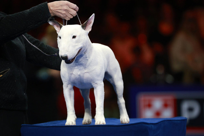 National Dog Show 2024 Photos
