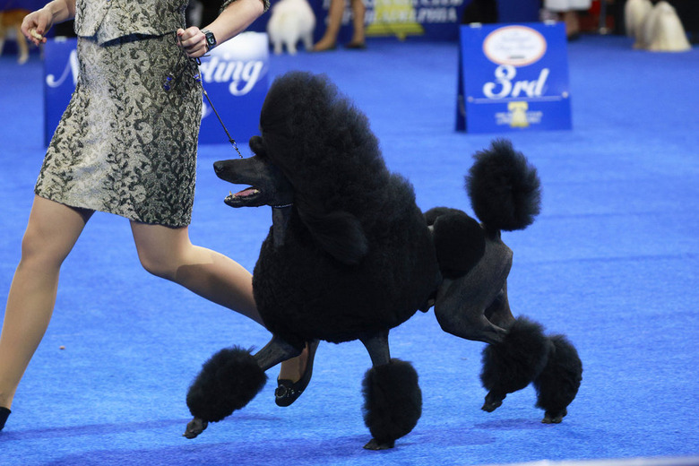 National Dog Show 2024 Photos