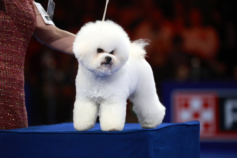 National Dog Show 2024 Photos