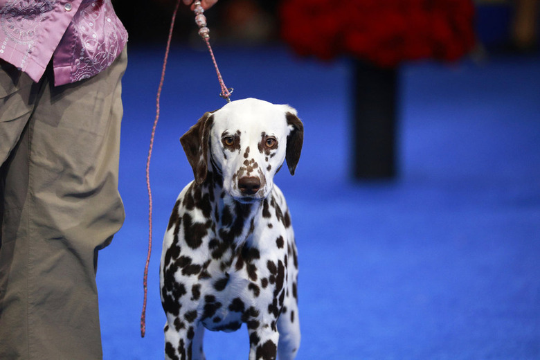 National Dog Show 2024 Photos