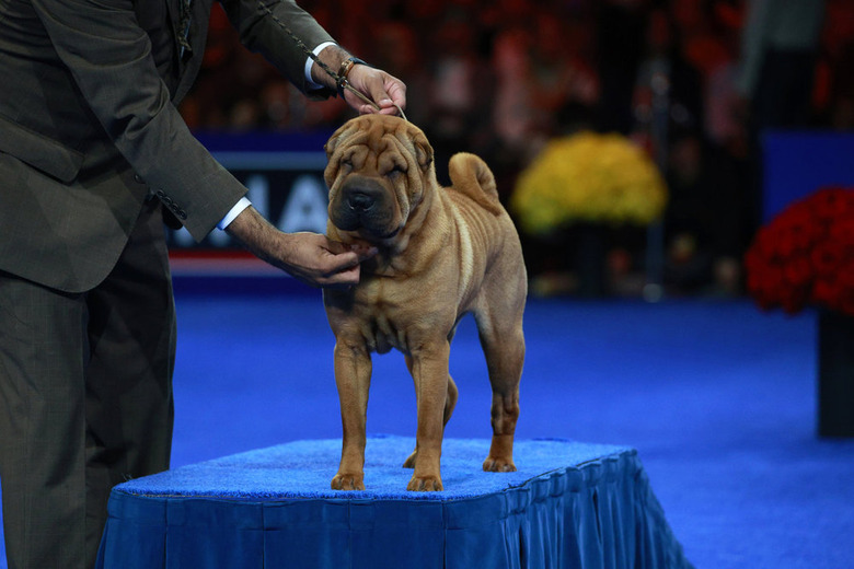 National Dog Show 2024 Photos