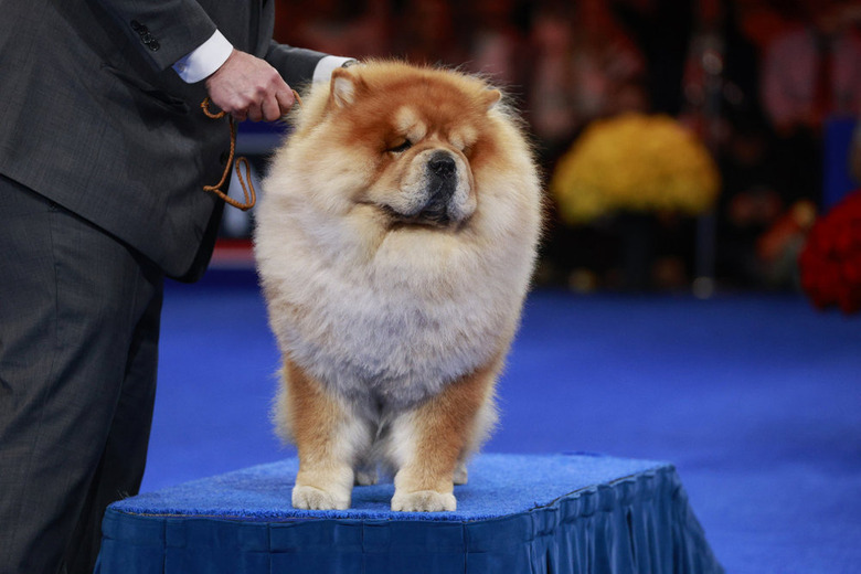 National Dog Show 2024 Photos