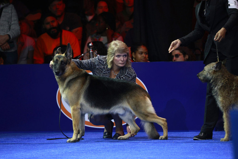 National Dog Show 2024 Photos