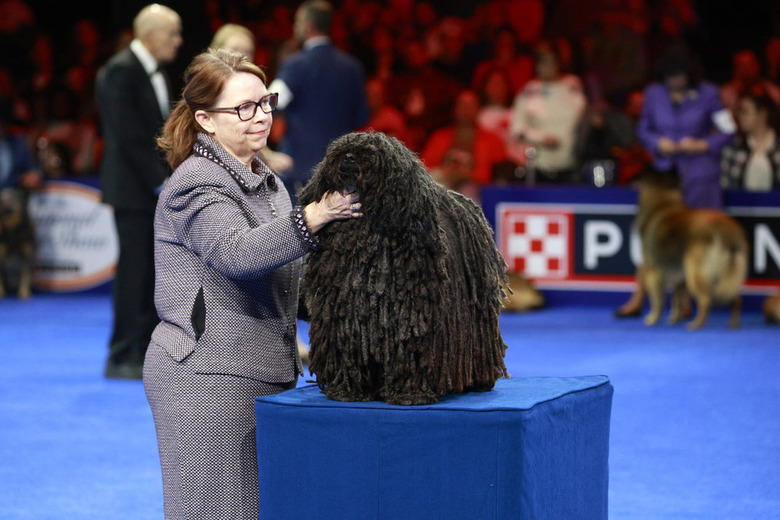 National Dog Show 2024 Photos