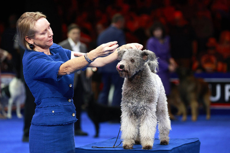 National Dog Show 2024 Photos
