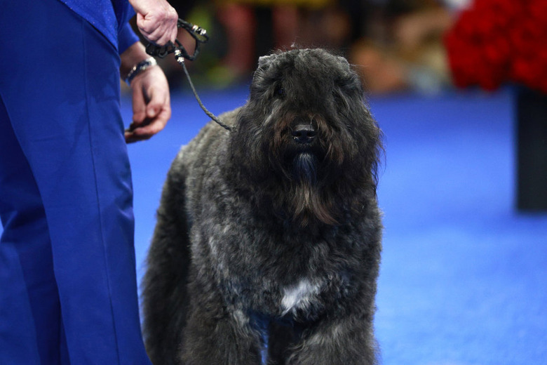National Dog Show 2024 Photos
