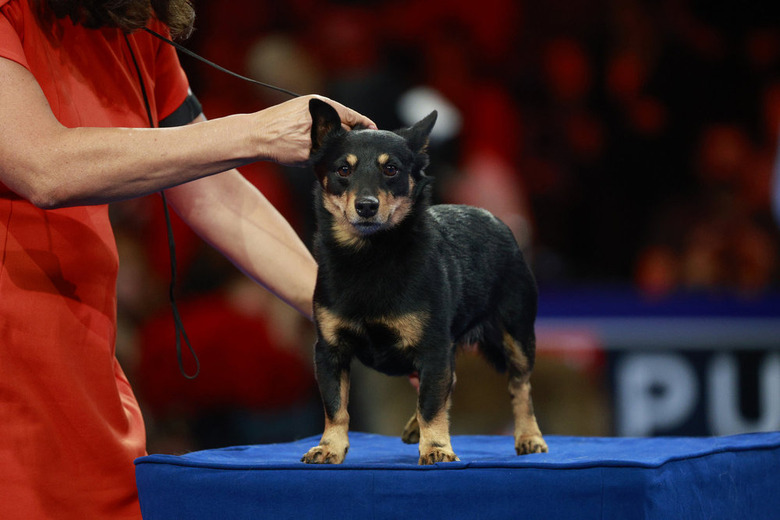 National Dog Show 2024 Photos