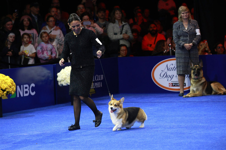 National Dog Show 2024 Photos