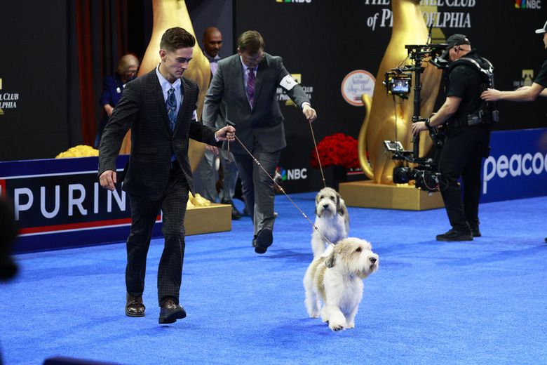 National Dog Show 2024 Photos