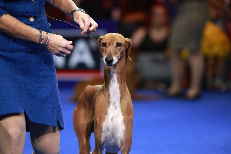 National Dog Show 2024 Photos