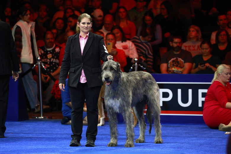 National Dog Show 2024 Photos
