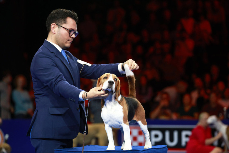 National Dog Show 2024 Photos